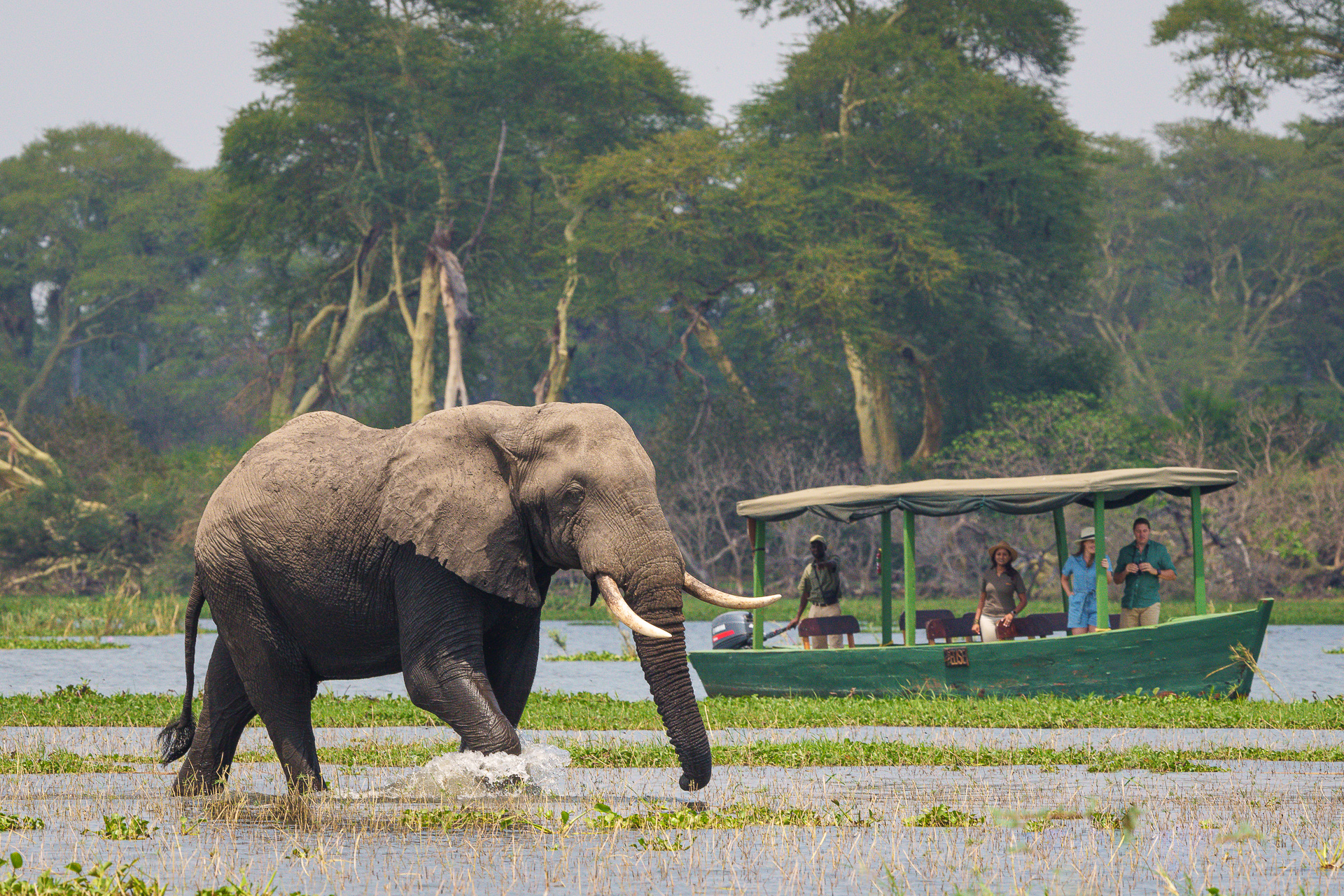 Wildlife Safaris